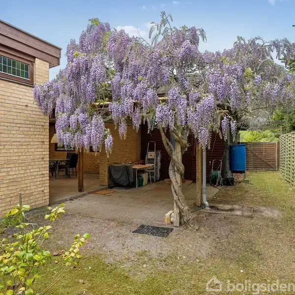 En lilla blomstrende wisteriatræ vokser foran en terrasse. Træet skaber skygge over terrassen, der ligger ved et murstenshus. I baggrunden er der et træhegn og græsplæne.