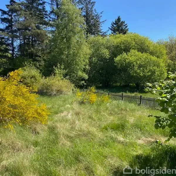 Græs og buske vokser frodigt i en have med en lav træhegn. Omkringliggende træer skaber en skovlignende atmosfære under en klar blå himmel.