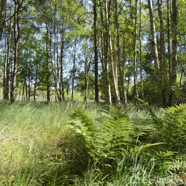 Græs og bregner vokser i en lysning omgivet af høje træer i en skov. Sollys filtrerer gennem løvhanget, hvilket skaber et fredfyldt atmosfære.