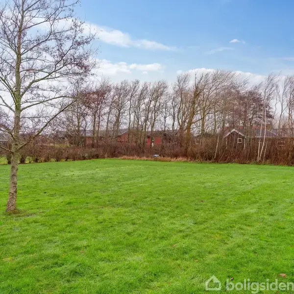 En græsplæne med et enkelt træ står i forgrunden, omgivet af en hæk og flere bladløse træer, under en blå himmel med spredte skyer.
