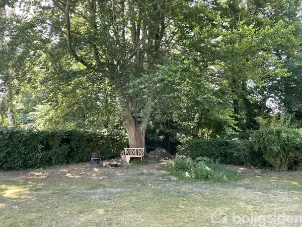 Et stort træ står i en have med en træbænk ved sin stamme. Græsset og buske omringer området, skaber en rolig og naturlig atmosfære.