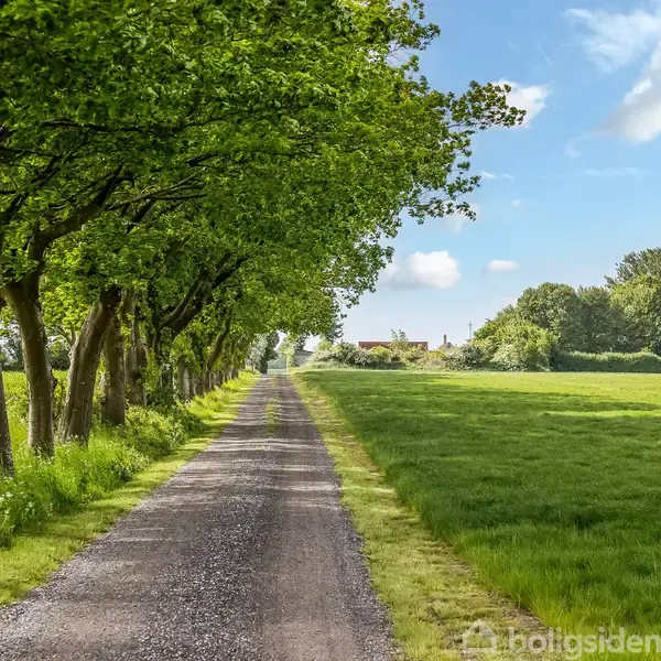 Grusvej strækker sig gennem en allé af høje træer med frodigt grønt græs på begge sider under en blå himmel med skyer.