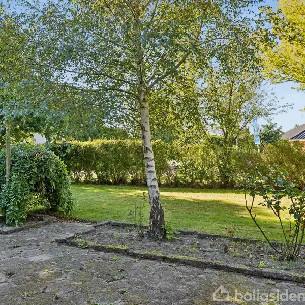 Et træ står stille på en flisebelagt terrasse, omgivet af grønne buske og græsplæne med et hus i baggrunden.