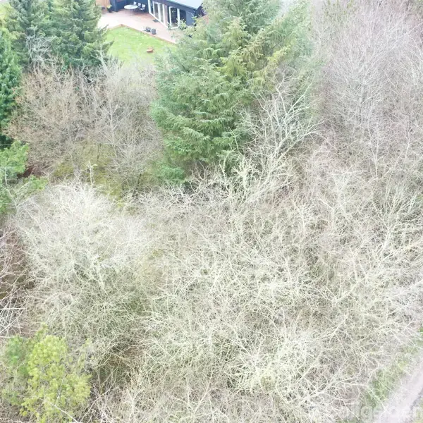 Tett løvtræ og nåletræ danner en lille skov i et beboelsesområde med et hus i baggrunden. En grusvej løber langs kanten af skoven.