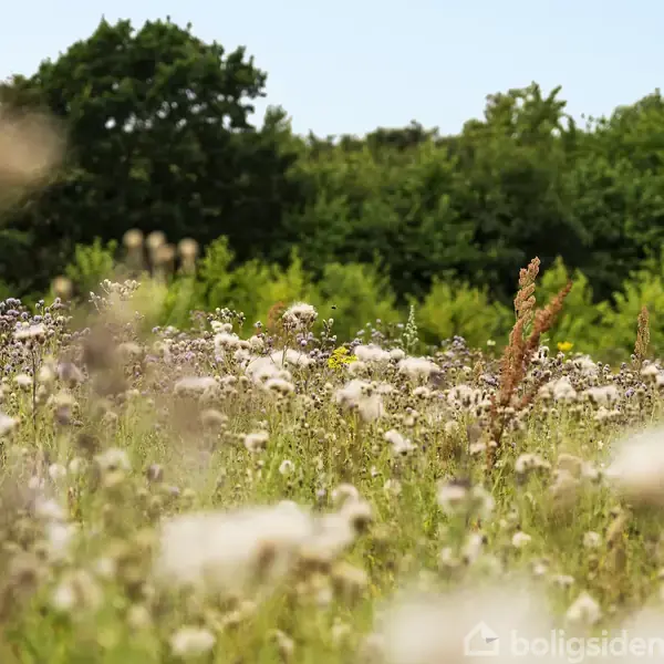 Enge med vilde blomster i forgrunden, der står stille, omgivet af frodig skov i baggrunden under en klar, blå himmel.