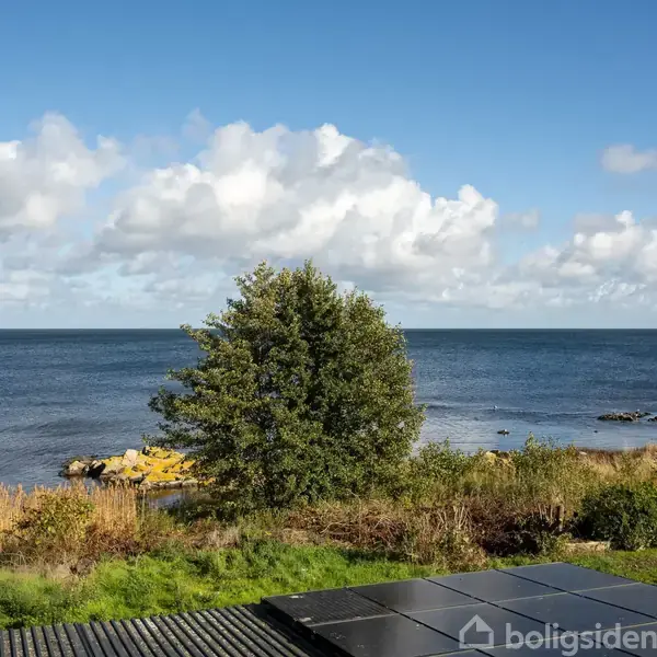 Et træ står stille ved havet, omgivet af gulbrune siv og grønne buske under en blå himmel med skyer.