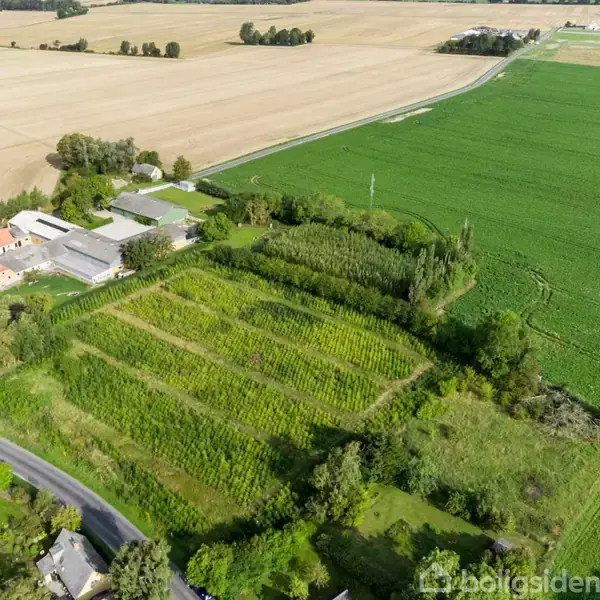En stor landbrugsmark med afgrøder omgivet af grønne træer og buske ses fra oven. I baggrunden er der flere bygninger, marker og en snoet vej gennem landskabet.