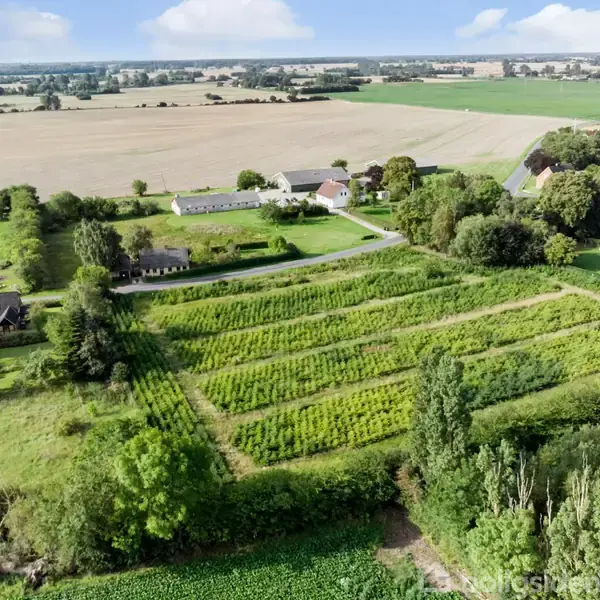 En landbrugsmark med grønne afgrøder strækker sig ud i rækker. Omkring marken ligger der spredte bygninger og træer. I baggrunden ses åbne marker under en let skyet himmel.