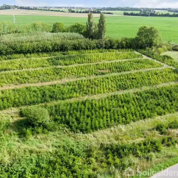 En mark med tætte rækker af træer vokser i et landligt område omgivet af åbne marker og spredte træer i baggrunden under en blå himmel.