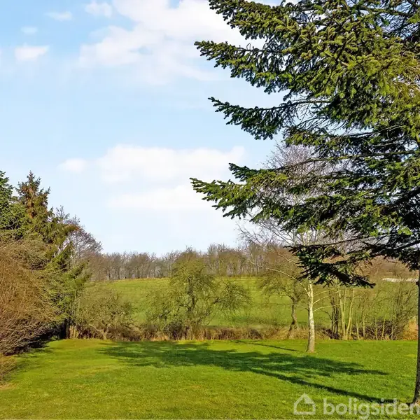 Et stort grantræ står på en grøn græsmark omgivet af buske og træer, under en skyfri blå himmel. Billedet viser et landskab i en landlig eller parkagtig kontekst.