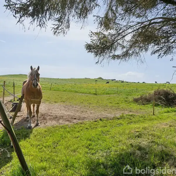 En hest står i en indhegnet mark, omgivet af grønne bakker og spredte træer under en klar blå himmel.