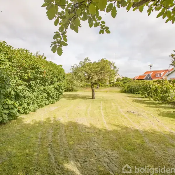 En græsplæne med et ensomt træ står midt i en have, omgivet af tætte grønne buske. I baggrunden ses røde hustage under en overskyet himmel.