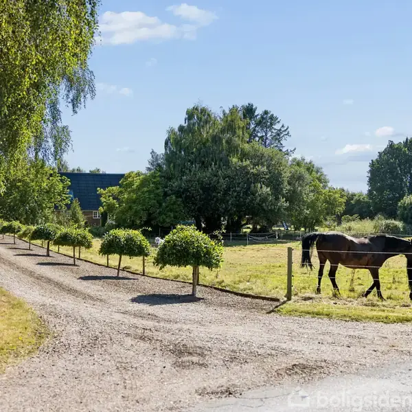 To heste står på en mark ved siden af en grusvej, omgivet af grønne træer og buske, i en landlig, solrig scene med et hus i baggrunden.