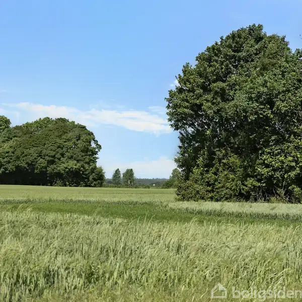En frodig mark med grønne afgrøder breder sig, mens en tæt klynge af høje træer står rolige i horisonten under en klar blå himmel.