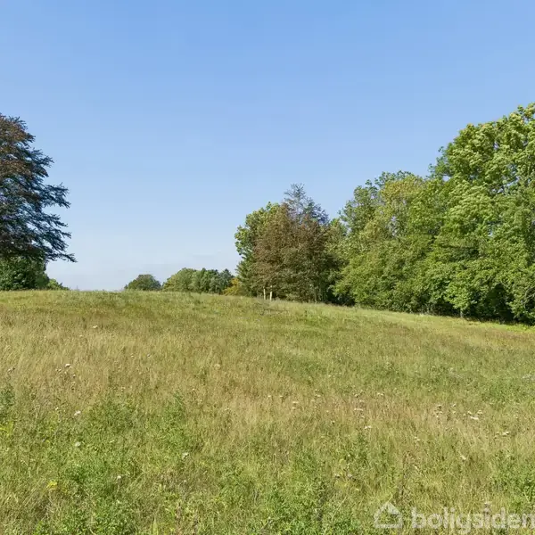 En grøn eng med spredte træer står stille i sollys. I baggrunden ses en række tætstående træer, der danner en naturlig grænse mod den blå himmel.