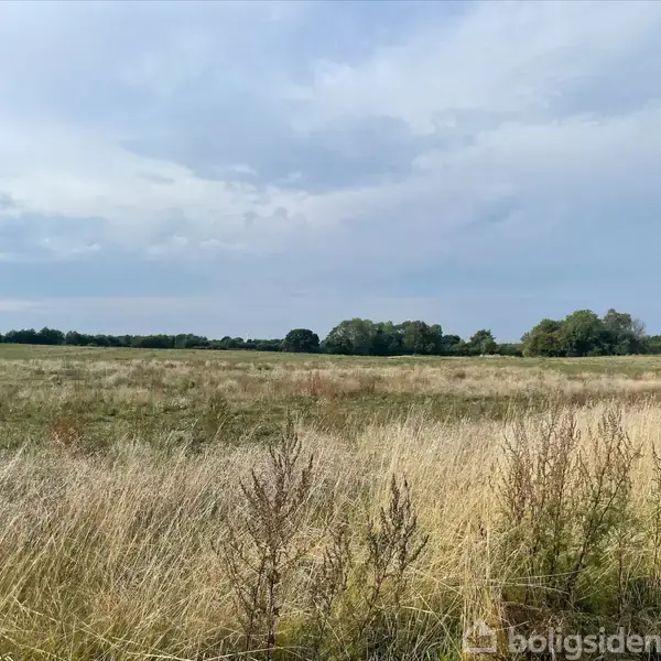 En stor mark fyldt med græs og ukrudt står stille under en blå og skyet himmel, omgivet af tætte træer i horisonten.