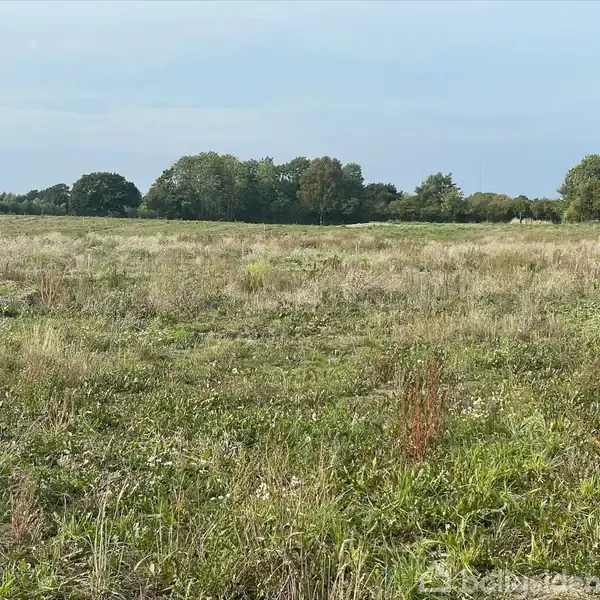 En åben mark står stille omgivet af græs og vilde planter. I baggrunden ses en trægrænse under den blå himmel.