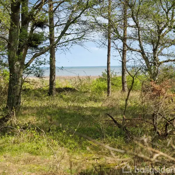 Træer omkranser en åben lysning med græs, hvorfra havet ses i baggrunden under en blå himmel med få skyer.