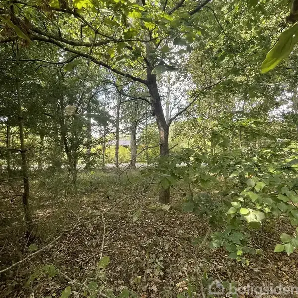 Et træ står stille i en tæt skov med grønne blade. Baggrunden viser en vej og et hus, delvist skjult af frodig vegetation.