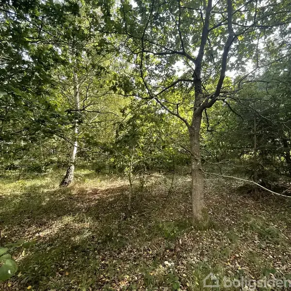 Træer står stille i en lysning i skoven, omgivet af tæt buskads og spredt sollys, der filtrerer gennem den grønne løv. Der er ingen synlig tekst.