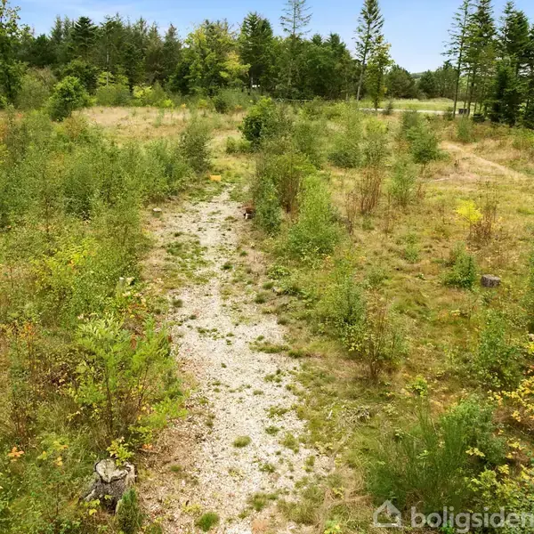 Grusvej snor sig gennem et overgroet, vildt areal med unge træer og buske. Omkranset af tættere skov i baggrunden under en klar blå himmel.