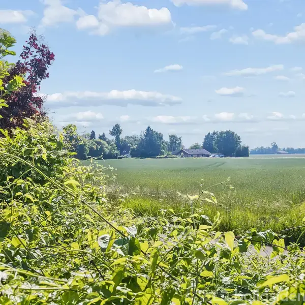 Vegetation fylder forgrunden, mens en stor, grøn mark strækker sig mod horisonten. Et par bygninger er synlige i det fjerne under en klar, blå himmel med spredte skyer.