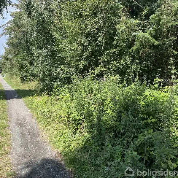 Grusvej strækker sig gennem frodig, grøn vegetation med tæt bevoksning til højre og åben himmel over. Træer flankerer begge sider af vejen, der fører væk i det fjerne.