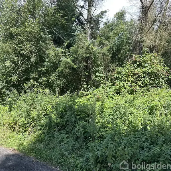 Tæt buskads vokser langs en smal asfalteret vej, omgivet af høje træer og frodig vegetation.