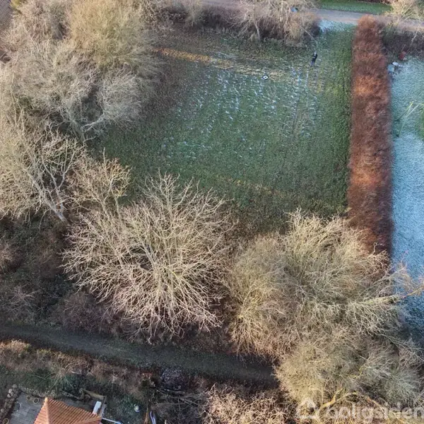 Et stort, bar træ ses fra oven med grove grene, omgivet af en åben græsmark. Huse kan ses til venstre og højre, med små stier der forbinder områderne.