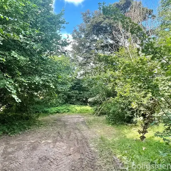 En mudret skovsti snoer sig gennem tætte, grønne træer og buske under en blå himmel. Velplejet vegetation omkring stien skaber en frodig og rolig atmosfære.