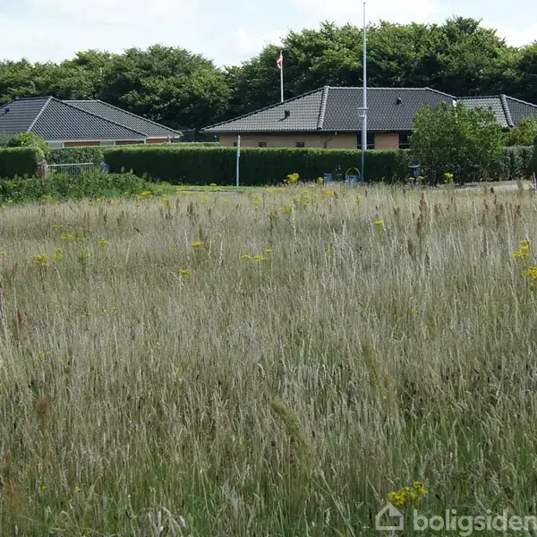 En mark med højt græs og gule blomster, der gror foran et rækkehuskvarter med sorte tage og hække, omgivet af træer i baggrunden.