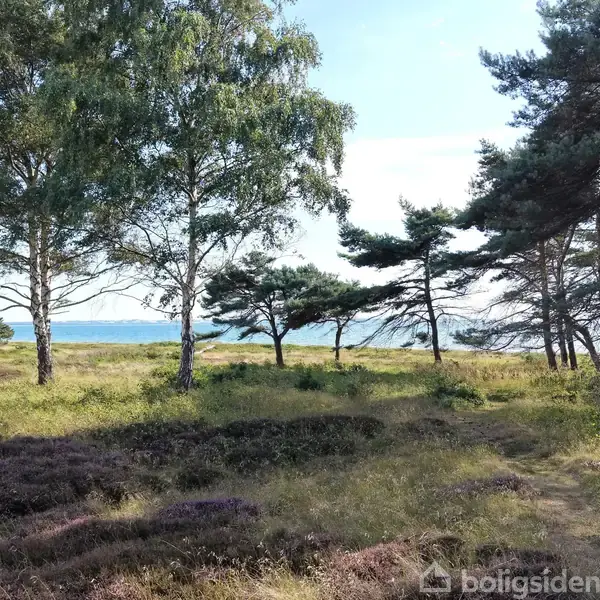Træer står stille i en naturlig skovklædt eng beliggende ved kysten, med udsigt over havet under en klar blå himmel. Tekst: "boligsiden".