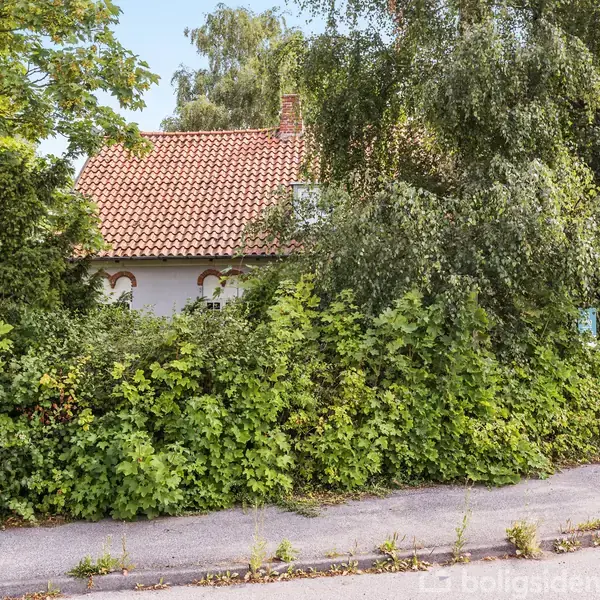 Hus skjult af tæt bevoksning. Røde tagsten kan skimtes gennem de mange grønne grene, der omgiver vejen. Træer og buske dominerer forhaven i et bykvarter.