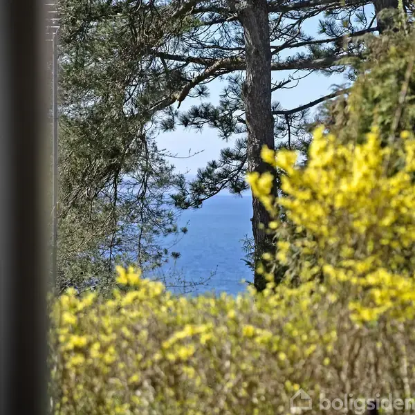 Gule blomster dominerer forgrunden, træer strækker sig opad i midten, og i baggrunden ses en udsigt over en blå sø eller hav.