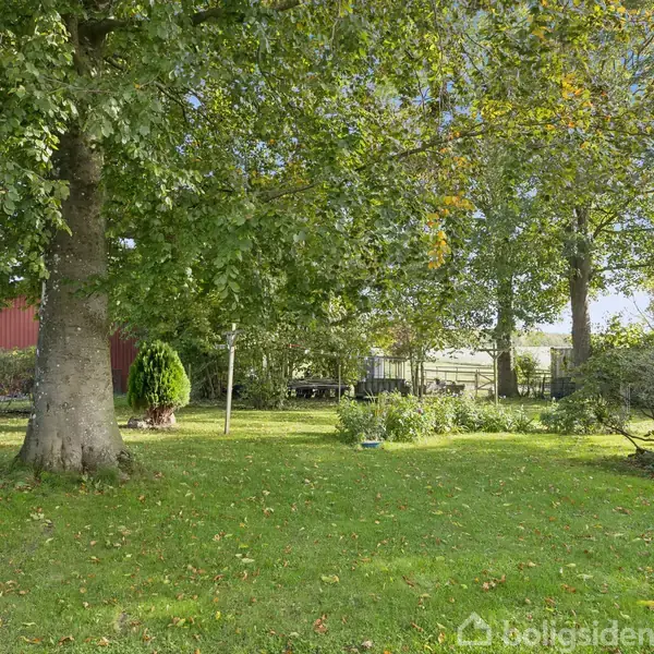 Et stort træ står i en frodig have, omgivet af grønne buske og græs. I baggrunden ses et rødt hus og lyseblå himmel gennem de tætte træer.