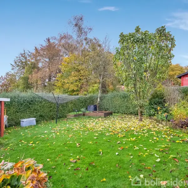 En grøn græsplæne er dækket af gule blade, omgivet af buske og træer. Et skur til venstre og en rød bygning til højre danner baggrunden.