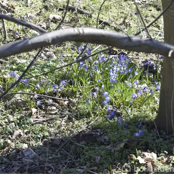 En klynge af blå blomster blomstrer ved foden af et træ i en skovbund, omringet af grene og lidt tørt løv.