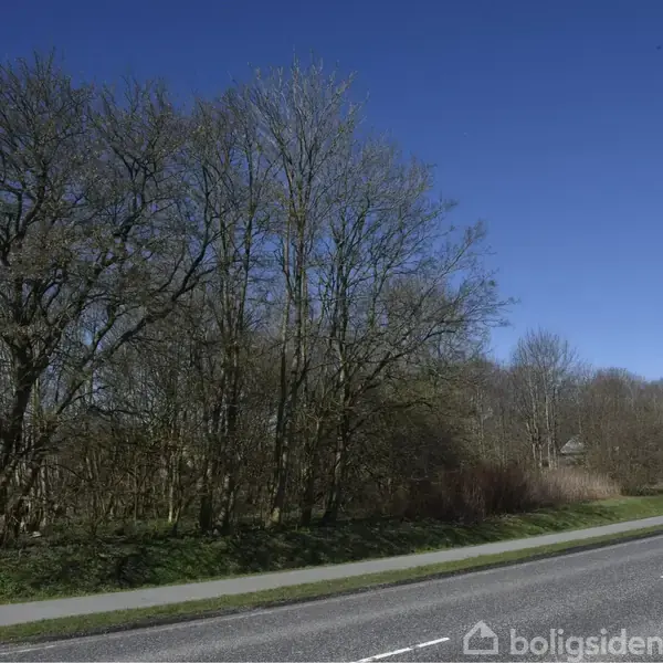 En vej strækker sig forbi en række nøgne træer, der står stille ved siden af et fortov. I baggrunden ses et par huse mod en klar blå himmel.