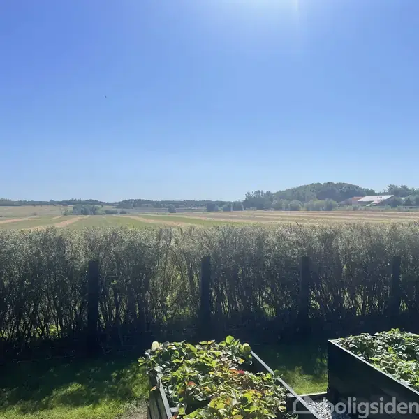 Hækken står stille foran en vidstrakt mark under en skyfri, blå himmel. I forgrunden er der to højbede med planter.