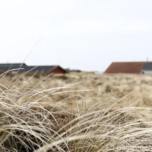 Lang græs vokser i forgrunden, mens flere huse med røde og mørke tage er synlige i baggrunden under en lys himmel. Ingen tekst er til stede.