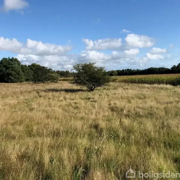 Et ensomt træ står i en stor, åben mark med højt, gyldent græs. Omkring træet er der tæt skov og en rækker majs, under en blå himmel med hvide skyer.