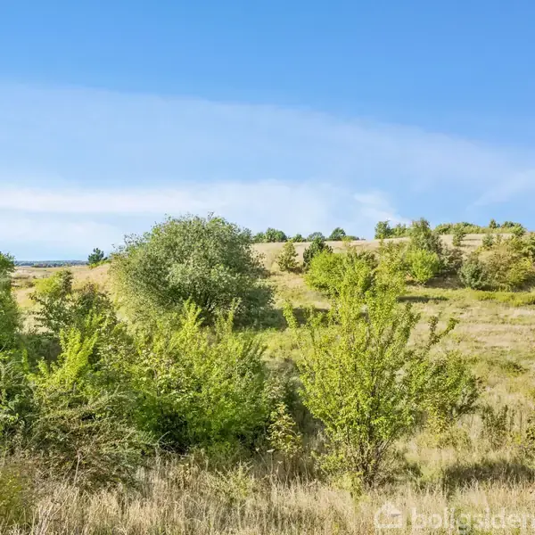 En grøn, kuperet markområde med spredte buske og træer. I baggrunden ses en klar blå himmel, hvilket skaber en fredfyldt, naturskøn atmosfære.