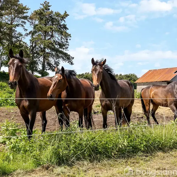 Fem heste står bag en trådhegn i en græsmark. I baggrunden ses træer og en lade med et rustent tag under en næsten skyfri himmel.