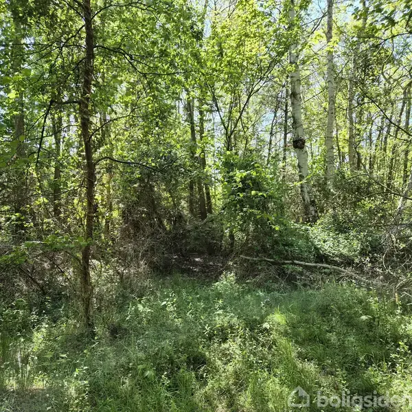 Skov fuld af tætte, grønne træer og buske, sollys siver gennem blade, skaber lyse pletter på jorden.