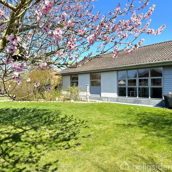 Træ med lyserøde blomster kaster skygge på en grøn græsplæne ved siden af et lavt hus med store vinduer. Klar blå himmel i baggrunden.
