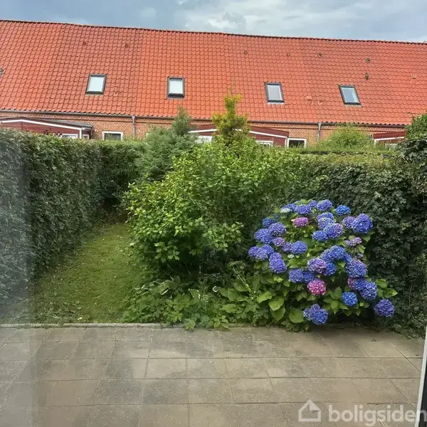 Blå og lilla hortensiaer vokser i en frodig have. De er omkranset af grønne buske og en klippet hæk. Rødteglet rækkehus bagved med små vinduer og gule mure.