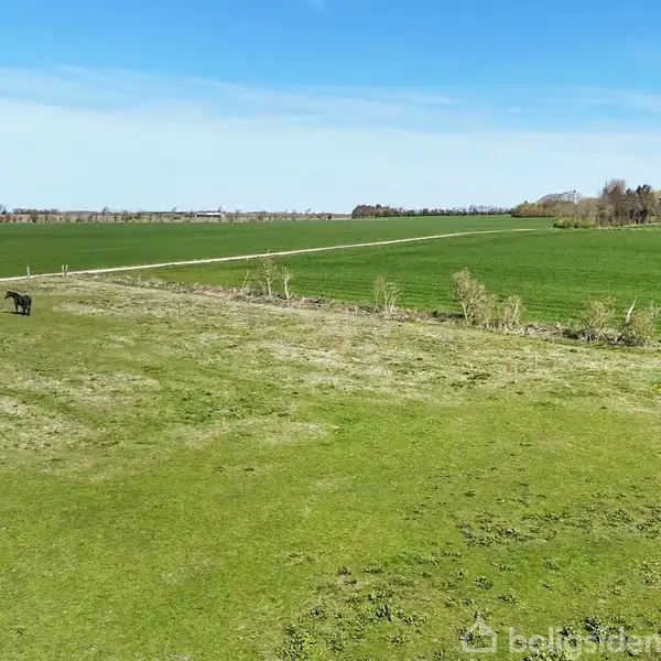 En enkelt ko græsser på en stor, åben mark med en blå himmel over. I baggrunden ses en lav, frugtbar hæk.