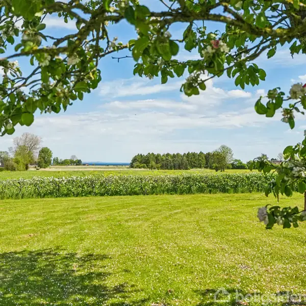 Trægren kaster skygger på en velplejet græsplæne. I baggrunden er marker og en skov, med en blå himmel og få skyer. Ingen tekst er fundet i billedet.