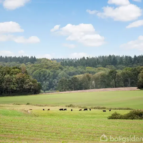 Marker græsser på en stor, grøn eng, omgivet af skovklædte bakker og enkelte træer. En hvid bygning ligger i baggrunden under en blå himmel med lette skyer.
