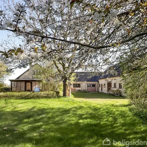En hvidblomstrende trægren hænger over en grøn græsplæne. I baggrunden ses et hus med flere bygninger omkranset af frodige træer og buske under en klar blå himmel.